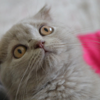 Scottish Fold, Kedi  Hugo fotoğrafı