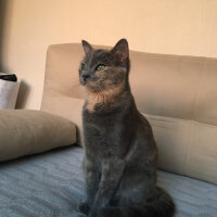 Tekir Kedi, Kedi  Duman fotoğrafı