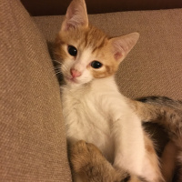 Sarman, Kedi  Jelibon fotoğrafı