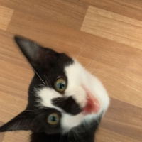 Tekir Kedi, Kedi  kei fotoğrafı