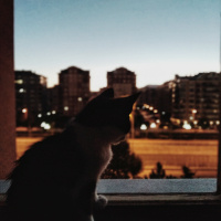 Tekir Kedi, Kedi  kei fotoğrafı
