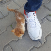 Sarman, Kedi  Bebek fotoğrafı
