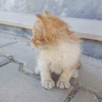 Sarman, Kedi  Bebek fotoğrafı