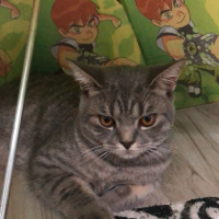 British Shorthair, Kedi  Uzay fotoğrafı