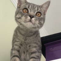 British Shorthair, Kedi  Uzay fotoğrafı