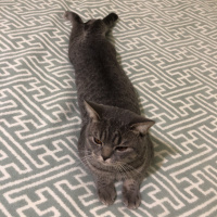 British Shorthair, Kedi  Uzay fotoğrafı