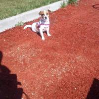 Jack Russell Terrier, Köpek  çilek fotoğrafı