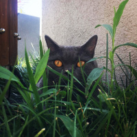 British Shorthair, Kedi  Sherlock fotoğrafı