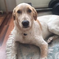 Labrador Retriever, Köpek  Barut fotoğrafı