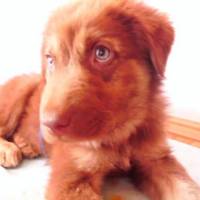 Sokö (Sokak Köpeği), Köpek  toprak fotoğrafı