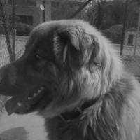 Sokö (Sokak Köpeği), Köpek  toprak fotoğrafı
