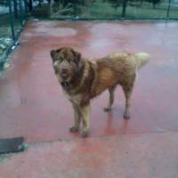 Sokö (Sokak Köpeği), Köpek  toprak fotoğrafı