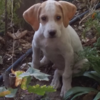 Pointer, Köpek  Duman ve barut fotoğrafı