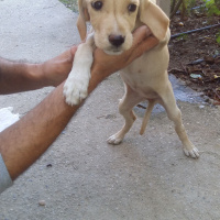 Pointer, Köpek  Duman ve barut fotoğrafı