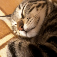 Tekir Kedi, Kedi  Mırmır fotoğrafı