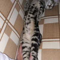 Tekir Kedi, Kedi  Mırmır fotoğrafı