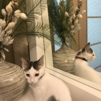 Tekir Kedi, Kedi  Nazlı yuva arıyor fotoğrafı