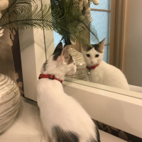 Tekir Kedi, Kedi  Nazlı yuva arıyor fotoğrafı