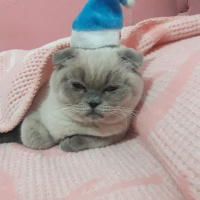 Scottish Fold, Kedi  Boncuk fotoğrafı