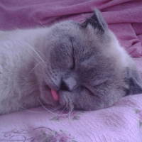 Scottish Fold, Kedi  Boncuk fotoğrafı