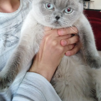 Scottish Fold, Kedi  Boncuk fotoğrafı