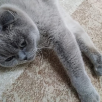 Scottish Fold, Kedi  Boncuk fotoğrafı