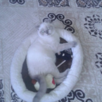Scottish Fold, Kedi  Boncuk fotoğrafı
