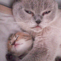 Scottish Fold, Kedi  Boncuk fotoğrafı
