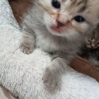 Scottish Fold, Kedi  Boncuk fotoğrafı