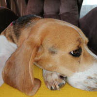 Beagle, Köpek  Shelby fotoğrafı