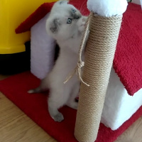 Scottish Fold, Kedi  mavi fotoğrafı