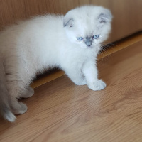 Scottish Fold, Kedi  mavi fotoğrafı