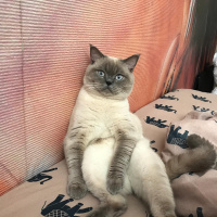 British Shorthair, Kedi  Ice fotoğrafı