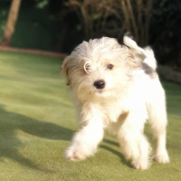 Yorkshire Terrier, Köpek  Aris fotoğrafı