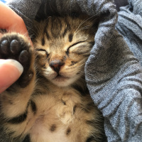 Tekir Kedi, Kedi  tılsım fotoğrafı