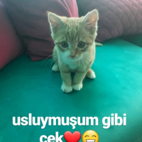 Tekir Kedi, Kedi  UMAY fotoğrafı
