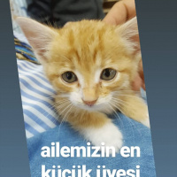 Tekir Kedi, Kedi  UMAY fotoğrafı