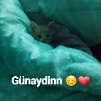 Tekir Kedi, Kedi  UMAY fotoğrafı
