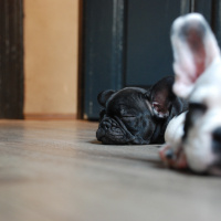 Fransız Bulldog, Köpek  jessıe foxy fotoğrafı