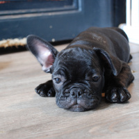Fransız Bulldog, Köpek  jessıe foxy fotoğrafı
