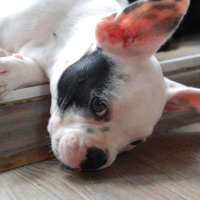 Fransız Bulldog, Köpek  jessıe foxy fotoğrafı