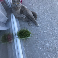 Scottish Fold, Kedi  Can Müezza fotoğrafı