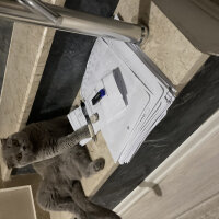 Scottish Fold, Kedi  Can Müezza fotoğrafı