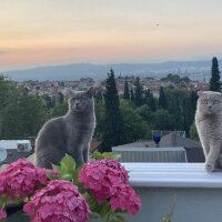 Scottish Fold, Kedi  Can Müezza fotoğrafı