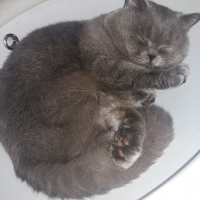British Shorthair, Kedi  ARES fotoğrafı