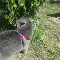 British Shorthair, Kedi  ARES fotoğrafı