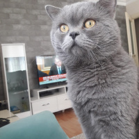 British Shorthair, Kedi  ARES fotoğrafı