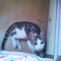 Tekir Kedi, Kedi  Paşa fotoğrafı
