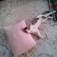 Tekir Kedi, Kedi  Paşa fotoğrafı
