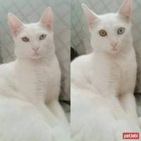 Ankara Kedisi, Kedi  Müezza fotoğrafı